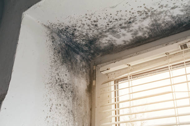 Affordable Mold Remediation solutions in Pennington, NJ